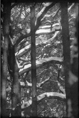 Śnieg na drzewach_1