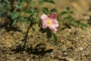 Rosa gallica_1