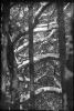 Śnieg na drzewach_1