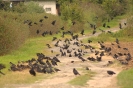 Gawron (Corvus fragilegus) w stadzie z kawką (Corvus monedula)_1