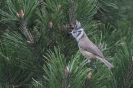 Sikora czubatka (Lophophanes cristatus)_1