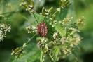 Strojnica baldaszkówka (Graphosoma lineatum)_1